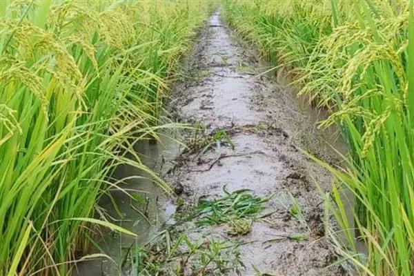 水稻土的种类,分为淹育水稻土、渗育水稻土等类型