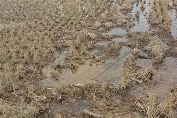 水稻土的种类,分为淹育水稻土、渗育水稻土等类型