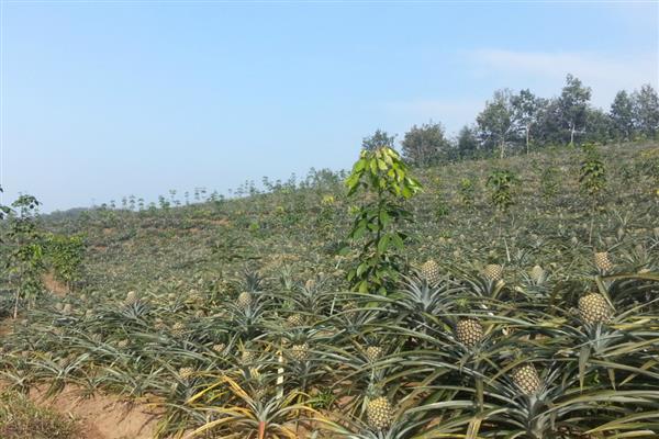 凤梨怎么种植，株行距保持在35厘米左右