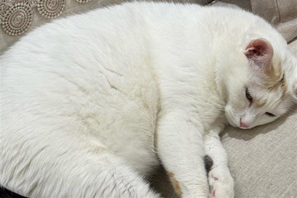 猫传腹早期会引起呼吸困难吗,通常早期不会有明显症状