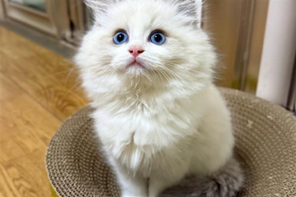 猫传腹早期会引起呼吸困难吗,通常早期不会有明显症状