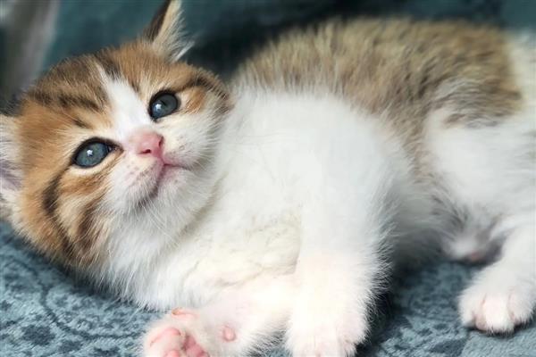 猫传腹早期会引起呼吸困难吗,通常早期不会有明显症状
