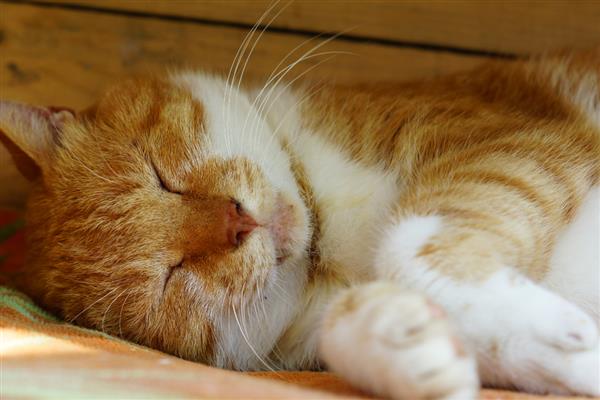 猫传腹早期会引起呼吸困难吗,通常早期不会有明显症状