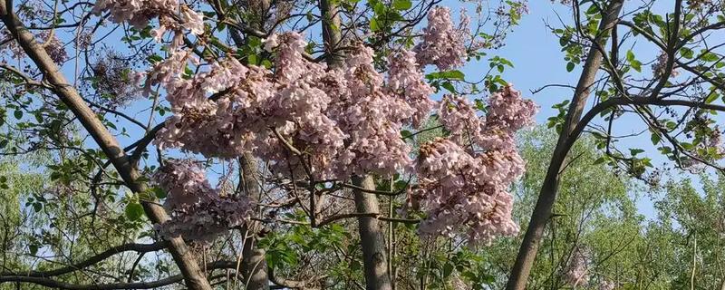 泡桐花的花语是什么,寓意永恒的守候等