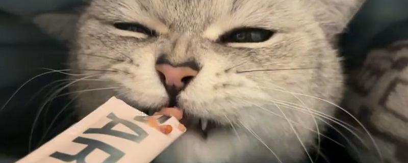隔多久喂一次猫条，每隔2-3天喂一次