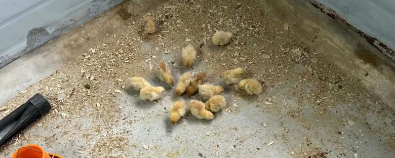 小鸡感冒怎么办,使用万呼宁等药物可以治疗