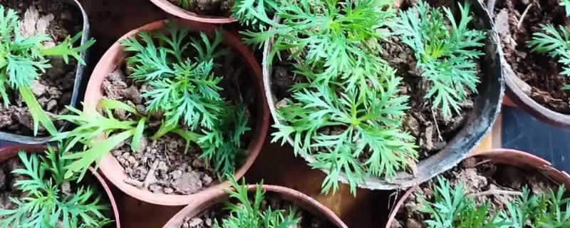 玛格丽特花的繁殖方法,扦插是主要方式