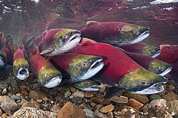 大马哈鱼的产地,在白令海、鄂霍次克海、日本海等海域分布较多
