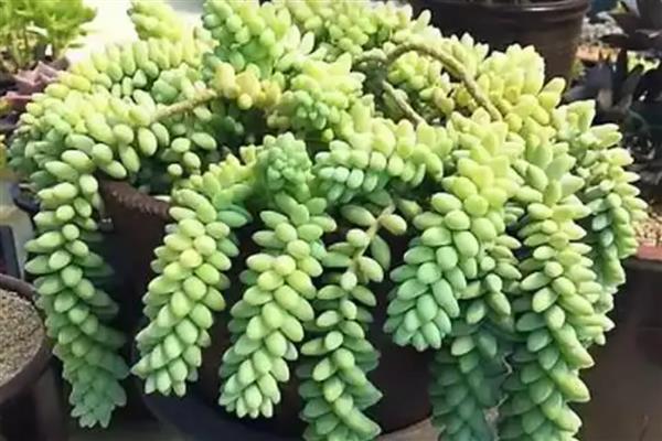 玉缀多肉徒长怎么处理,可以将多肉徒长的叶片剪掉