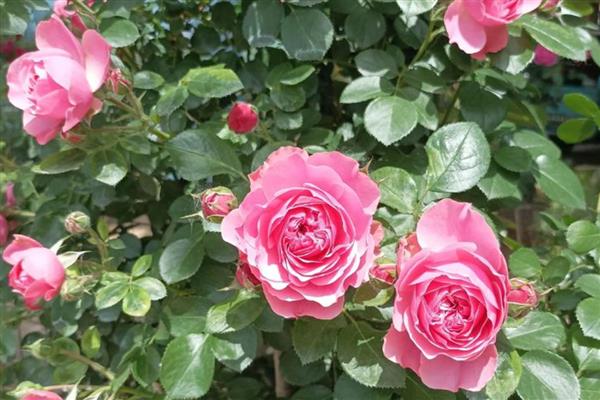 月季花的颜色，分为红色、黄色、橙色等种类