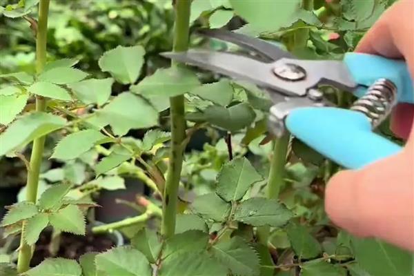 月季花的颜色，分为红色、黄色、橙色等种类
