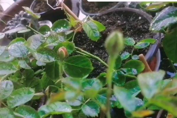 月季花的颜色，分为红色、黄色、橙色等种类