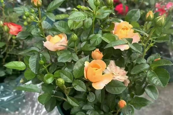 月季花的颜色，分为红色、黄色、橙色等种类