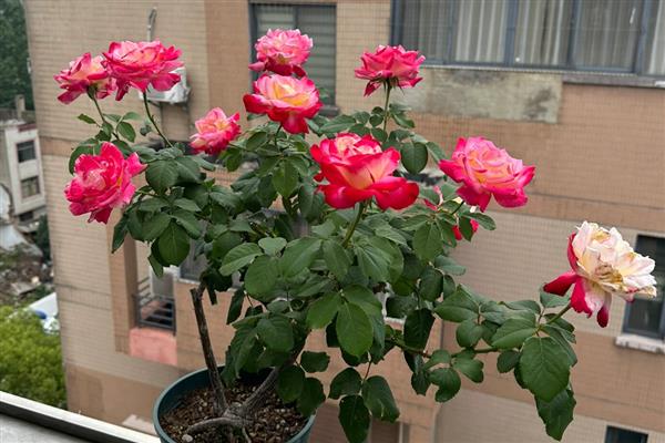 月季花的颜色，分为红色、黄色、橙色等种类