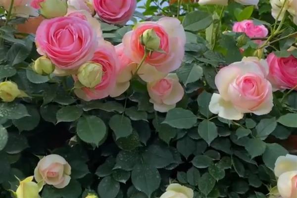 月季花的颜色，分为红色、黄色、橙色等种类