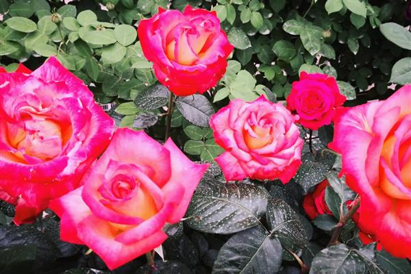 月季花的颜色，分为红色、黄色、橙色等种类