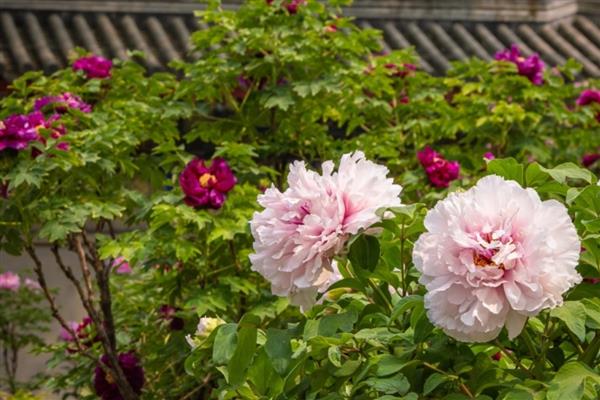 北京牡丹什么时候开,在4-5月份开花