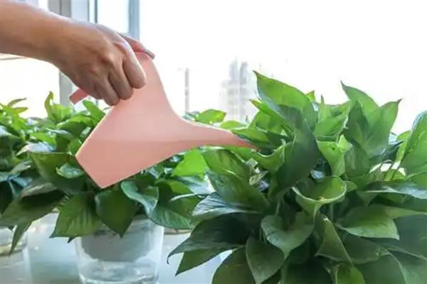 绿萝是怎么种的，间隔1-2个星期浇一次水