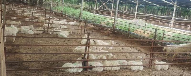 如何找公司合作养殖，可以在网上发布合作信息