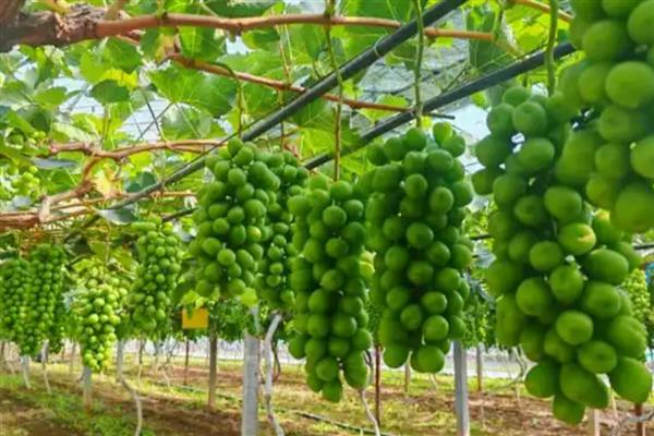 中原地区种植葡萄始于什么时候,始于西汉由张骞引入中国