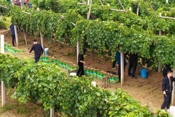中原地区种植葡萄始于什么时候,始于西汉由张骞引入中国