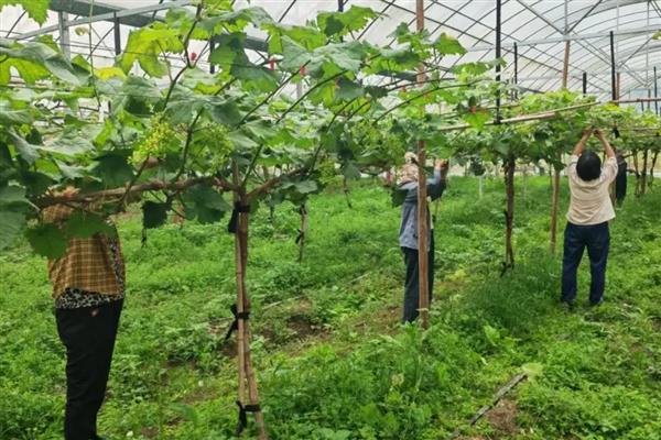 中原地区种植葡萄始于什么时候,始于西汉由张骞引入中国
