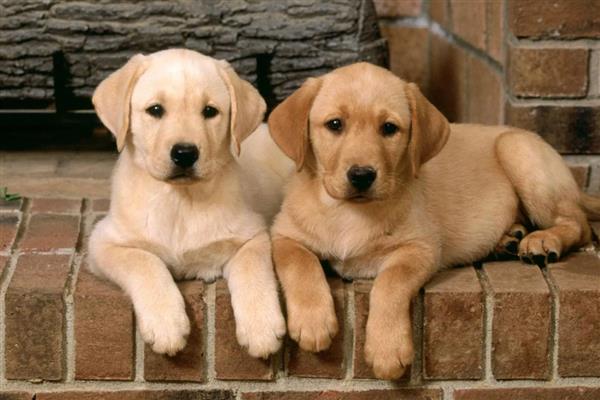 狗感冒和犬瘟热的区别,犬瘟热一般会有发烧症状