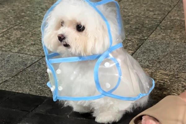 狗感冒和犬瘟热的区别,犬瘟热一般会有发烧症状