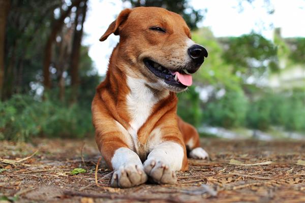 狗感冒和犬瘟热的区别,犬瘟热一般会有发烧症状