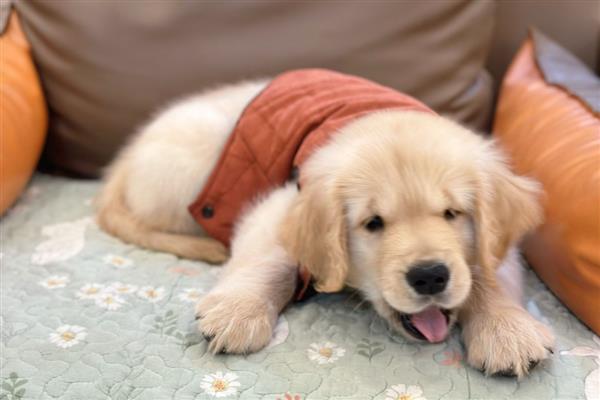 狗感冒和犬瘟热的区别,犬瘟热一般会有发烧症状