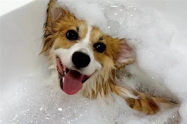 狗感冒和犬瘟热的区别,犬瘟热一般会有发烧症状