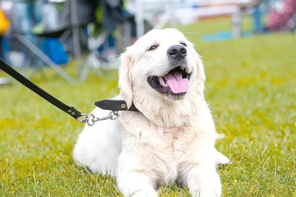 狗感冒和犬瘟热的区别,犬瘟热一般会有发烧症状
