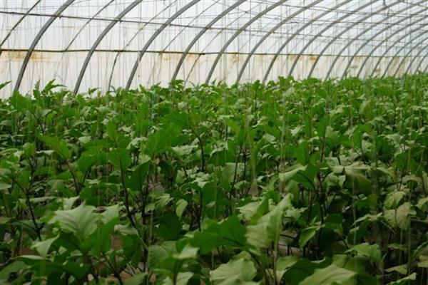 种茄子冬季怎么预防冻害,低温期到前喷用抗寒药剂