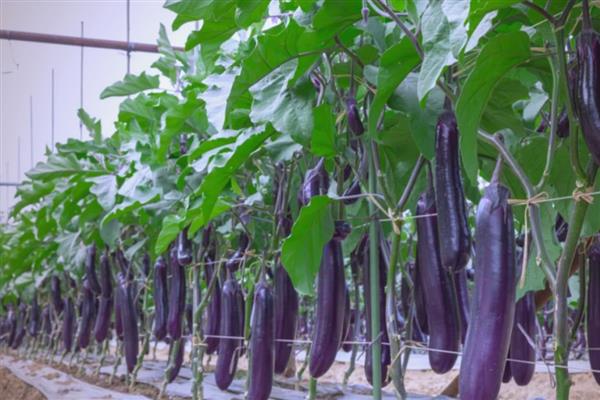 种茄子冬季怎么预防冻害,低温期到前喷用抗寒药剂