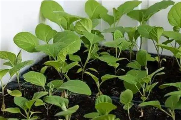 种茄子冬季怎么预防冻害,低温期到前喷用抗寒药剂