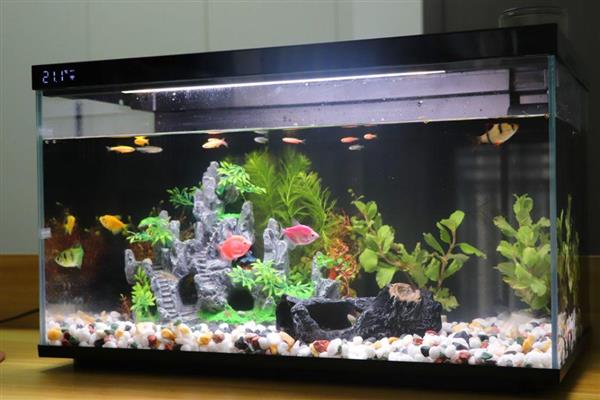 大口陶瓷缸养鱼要不要安装过滤，使用过滤器才能维持水质