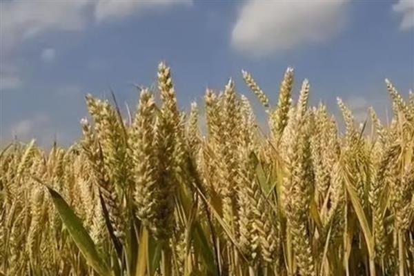 麦子的成熟时间，春季种植可在7-8月份成熟