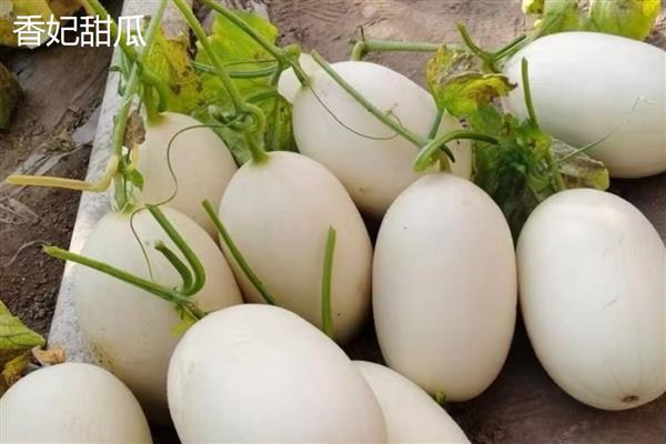 种甜瓜用什么肥料,基肥选择农家肥
