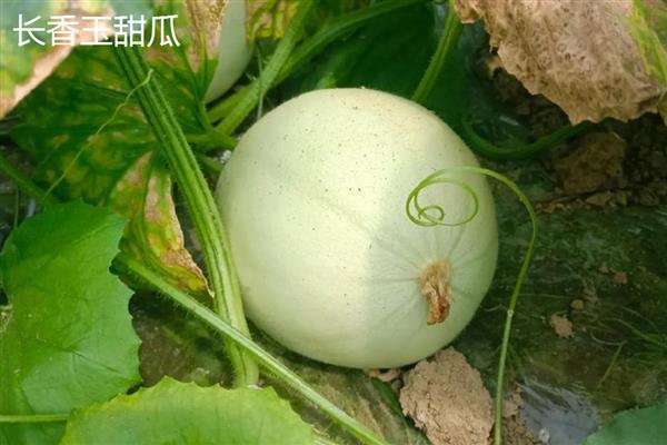 种甜瓜用什么肥料,基肥选择农家肥