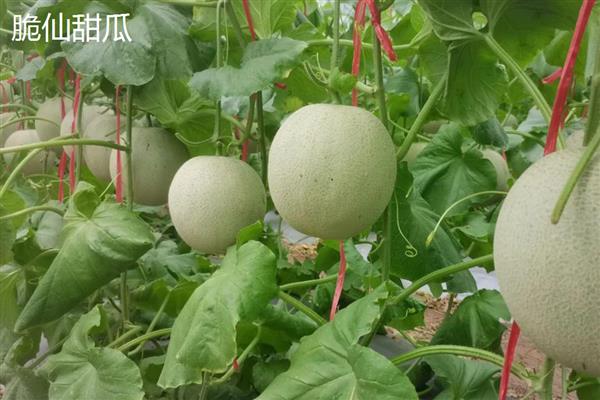 种甜瓜用什么肥料,基肥选择农家肥