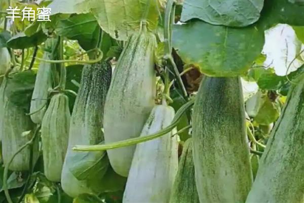 种甜瓜用什么肥料,基肥选择农家肥