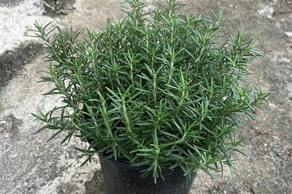 迷迭香的花语是什么,寓意留住回忆、纪念之情等