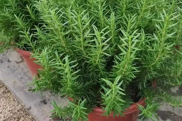 迷迭香的花语是什么,寓意留住回忆、纪念之情等