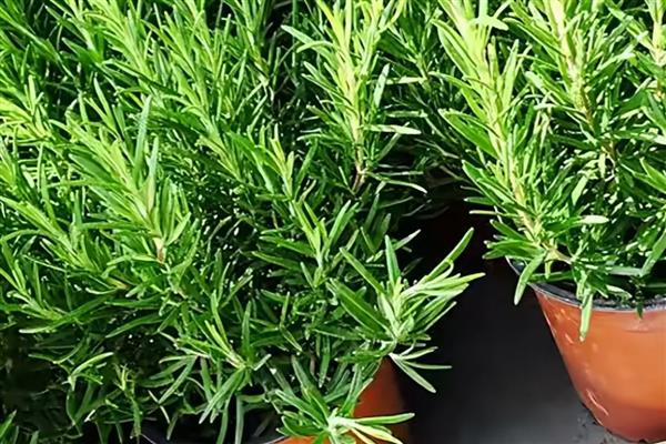 迷迭香的花语是什么,寓意留住回忆、纪念之情等