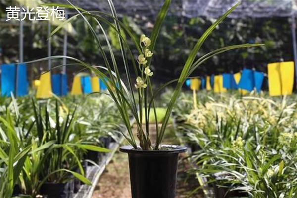 建兰的品种，有君荷建兰、蜀梅等