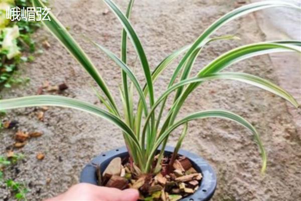 建兰的品种，有君荷建兰、蜀梅等