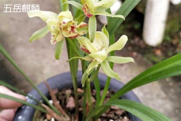 建兰的品种，有君荷建兰、蜀梅等