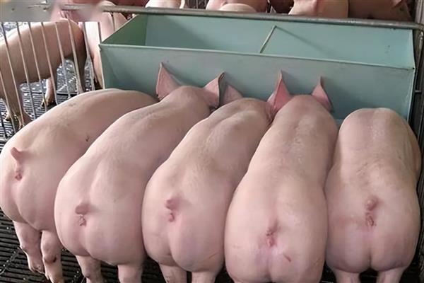母猪早产的原因，可能是使用了发霉变质的饲料