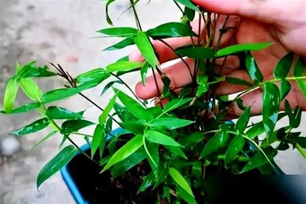 凤尾竹多久浇水一次,春季应该2-3天浇一次水