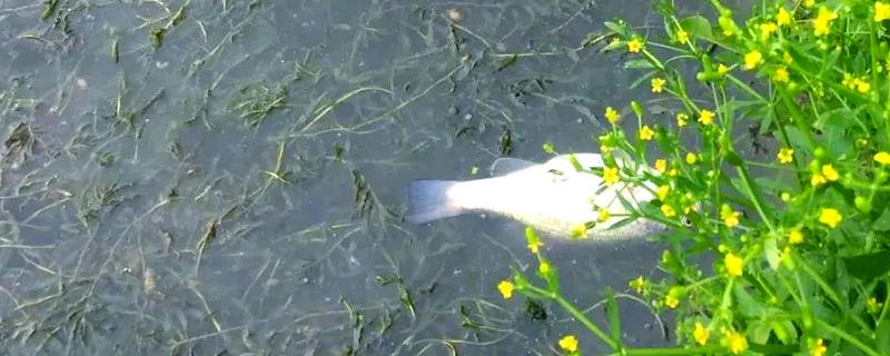鱼塘缺氧如何解决,循环注水可以提高氧气含量